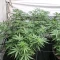 Gorilla Fast (00 Seeds)