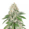 Gorilla Girl (Sweet Seeds) Cannabis-Samen