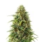 Granddaddy Purple (Royal Queen Seeds)