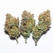 Granny Candy feminisierte Samen (Humboldt Seed Company)