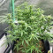 Purple Juice Auto feminisierte Samen (Herbies Seeds)