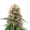 Royal Gorilla (RQS) Cannabis-Samen