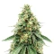 Sour Diesel (RQS) Cannabis-Samen