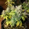 Super Mutant Mass (Critical Mass Collective Seeds) Cannabis-Samen