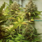 Z Auto (Fast Buds) Cannabis-Samen