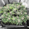Tropicana Cookies Auto feminisierte Samen (Fast Buds)