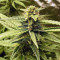 K.O Crop Auto (Cream of the Crop Seeds) Cannabis-Samen