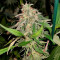 24K Gold (AKA Kosher Tangie) (DNA Genetics) Cannabis-Samen