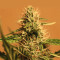 Shiva Skunk Automatic (Sensi Seeds) Cannabis-Samen