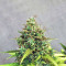 Amnesia Bilbo Auto (Genehtik Seeds) Cannabis-Samen