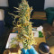 Auto Xtreme (Dutch Passion) Cannabis-Samen