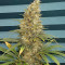 Black Jack (Sweet Seeds) Cannabis-Samen