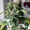 CBD Lemon Potion Auto (Barney's Farm) Cannabis-Samen