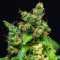 Gelato (BlimBurn Seeds) Cannabis-Samen