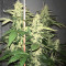Green Crack (BlimBurn Seeds) Cannabis-Samen