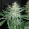 Killer Purps (Bomb Seeds) Cannabis-Samen