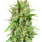 Malawi Regular (Ace Seeds) Cannabis-Samen