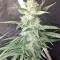 Malawi x Panama (Ace Seeds) Cannabis-Samen