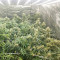 Malawi x Panama (Ace Seeds) Cannabis-Samen