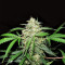 Mexican Sativa (Sensi Seeds) Cannabis-Samen