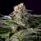 Midnight Kush (G13 Labs) Cannabis-Samen