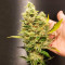 NYC Diesel (Zambeza Seeds) Cannabis-Samen