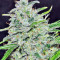 Purple Haze x Malawi (Ace Seeds) Cannabis-Samen