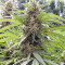 Shaman (Dutch Passion) Cannabis-Samen
