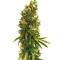 Silver Bubble (Reserva Privada) Cannabis-Samen