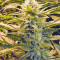 Sour Hound F2 Auto (Mephisto Genetics) Cannabis-Samen