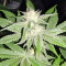 Strawberry Banana (Big Head Seeds) Cannabis-Samen