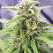 Strawberry Gum (Advanced Seeds) Cannabis-Samen