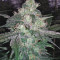 Tangilope (DNA Genetics) Cannabis-Samen