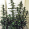 Thai Chi (Ace Seeds) Cannabis-Samen