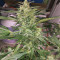 Thunder Bloody Mary Auto (Samsara Seeds) Cannabis-Samen