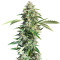 Triangle Kush Auto (Mephisto Genetics) Cannabis-Samen