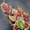 Violeta Regular (Ace Seeds) Cannabis-Samen