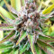White Critical (White Widow +) (Original Sensible Seeds) Cannabis-Samen