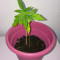 Amnesia Mac Ganja strain