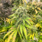Blue Sunset Sherbert feminisierte Samen (Barney's Farm)