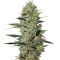 Exodus Cheese Auto (GHS) Cannabis-Samen