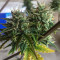 Girl Scout Cookies Auto (Auto Seeds) Cannabis-Samen