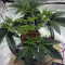 Gorilla Breath (Humboldt Seeds Organization) Cannabis-Samen