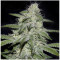 Kritikal Bilbo CBD (Genehtik Seeds) Cannabis-Samen