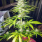 NLX Diamond Auto (Kera Seeds) Cannabis-Samen