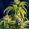 OG Kush Fast Version feminisierte Samen (EGS)