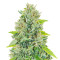 Original Auto Russian (Fast Buds) Cannabis-Samen