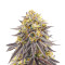 Punch Cookies feminisierte Samen (AlphaFem Seeds)
