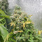 Purple Haze 1 (Positronics Seeds) Cannabis-Samen