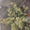 Kaufe Totally Alpha OG Samen feminisiert von AlphaFem Seeds